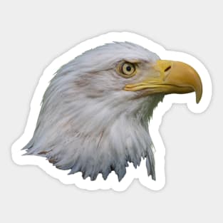 Eagle Eye Sticker